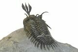 Short Trident Walliserops Trilobite - Timrzit, Morocco #275308-4